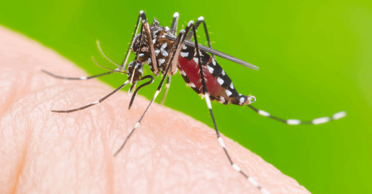 sintomas da dengue para se atentar desde o início